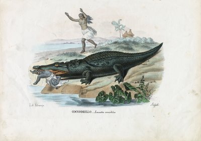 Spectacled Caiman, 1863-79 by Raimundo Petraroja